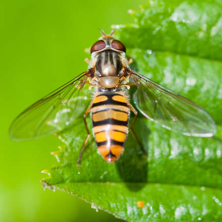 A hoverfly sits in the sunshine on a green leaf.の写真素材