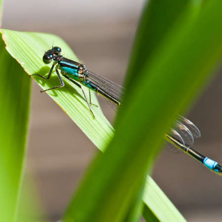 A damselfly sits on a green leaf.