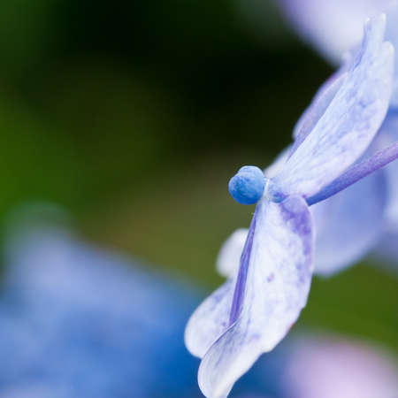 A cross sectional view of a small hydrangea bloom.の写真素材