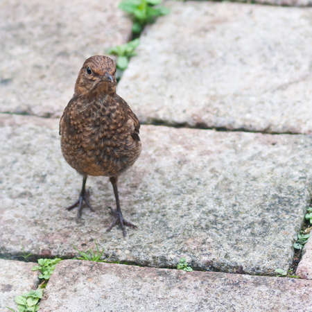 A close-up view of a juvenile blackbird standing on a patio.の写真素材