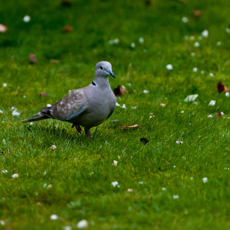 A collared dove stalks a lawn full of breadcrumbs.の写真素材