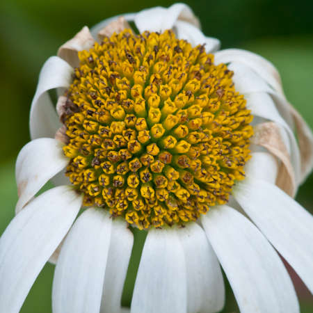 The sad end for an ox eye daisy.の写真素材