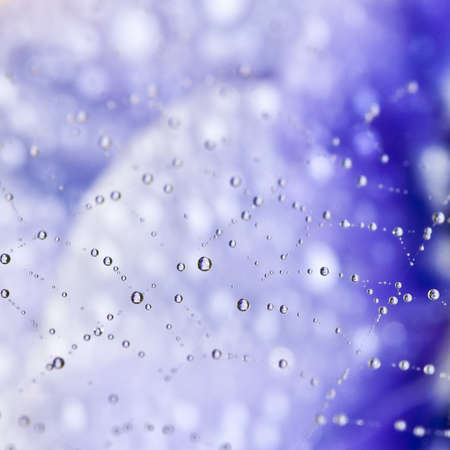 An abstract shot of a spiders web against a blue background of petals.の写真素材