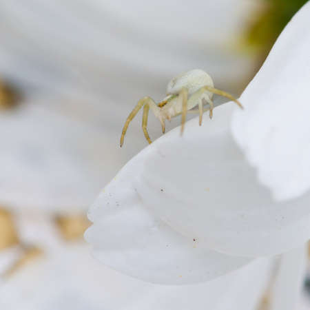 A camouflaged crab spider sitting on a white petal.の写真素材