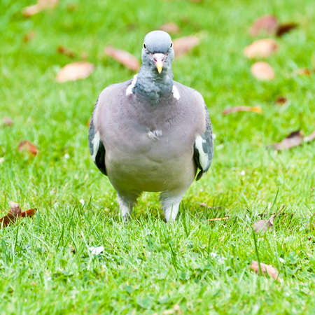 A pigeon stalks across the lawn looking determined to find food.の写真素材