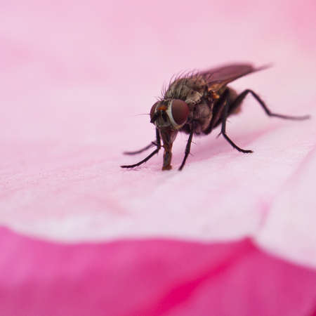 A fly enjoys feeding on a camellia petal!