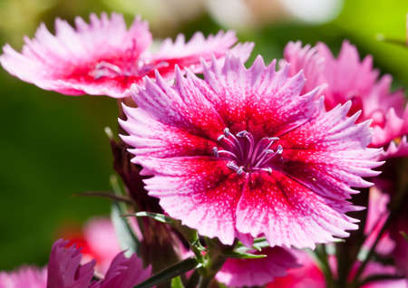 A collection of dianthus blooms soak up the sunshine.の写真素材