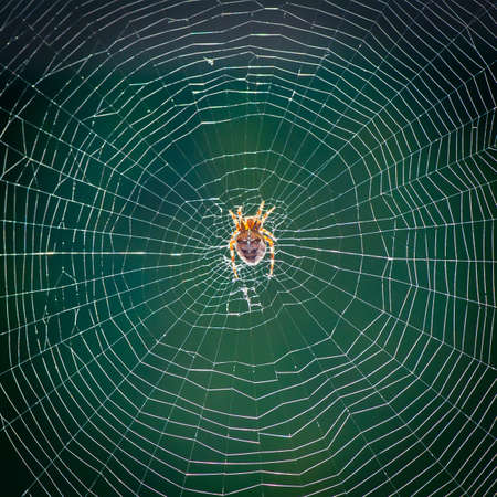 An arachnid sitting in an empty web.