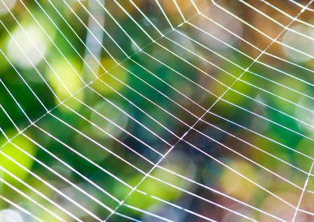 A spiders web in front of a green background.