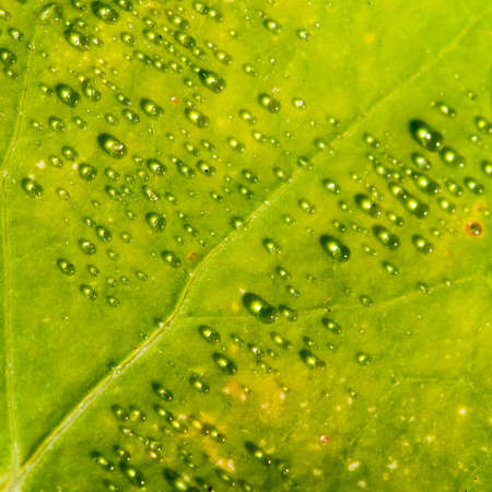 Sunlight shines through dewdrops on a green nasturtium leaf.