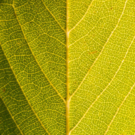 A close-up shot of the structure of a cherry tree leaf.