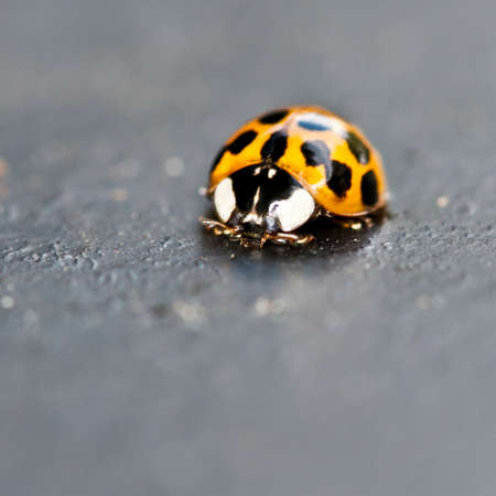 A close-up looking head on into a ladybird.の写真素材