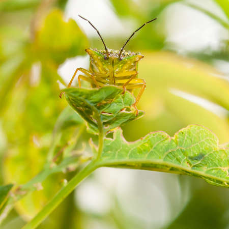 A close-up of a green shield bug sat on a passion flower leaf.の写真素材