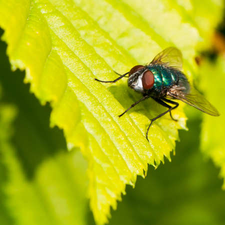 A greenbottle fly sits on a green leaf.