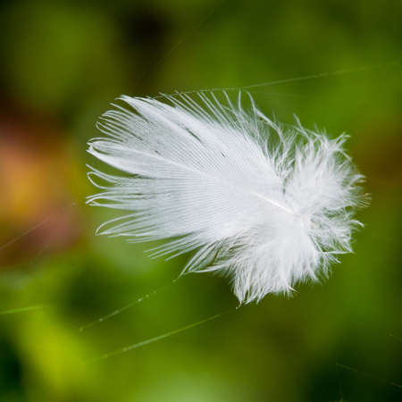 A close-up of a feather trapped in a spider web.の写真素材