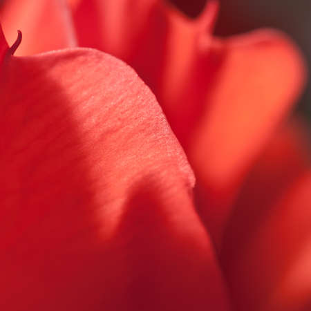 An abstract shot of red gladiola petals.の写真素材