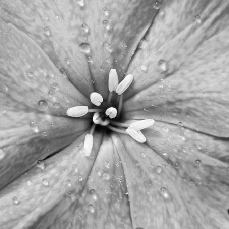 A close-up of raindrops on a red dianthus bloom.の写真素材