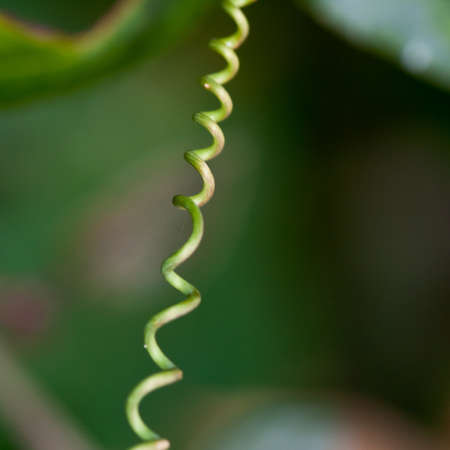 A passion flower tendril looking like a telephone cable.
