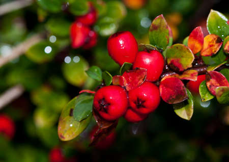 The red berries of a cotoneaster bush.の写真素材