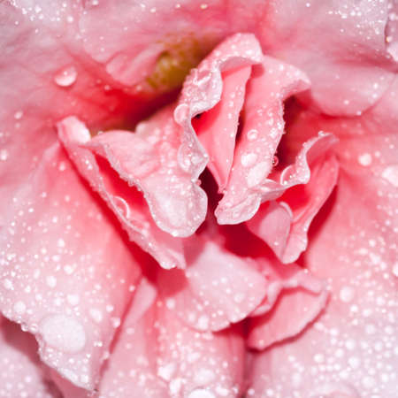 A close-up of raindrops on an azalea flower.の写真素材