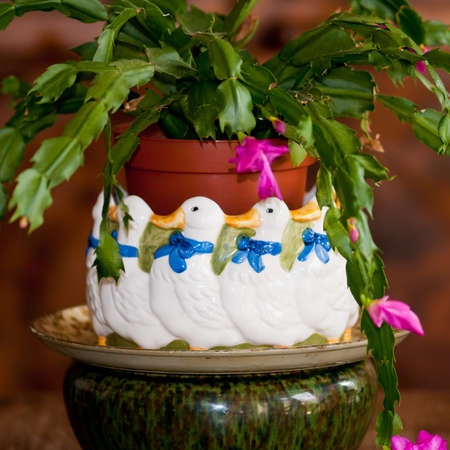 A christmas cactus standing in a pot made from walking ducks.の写真素材