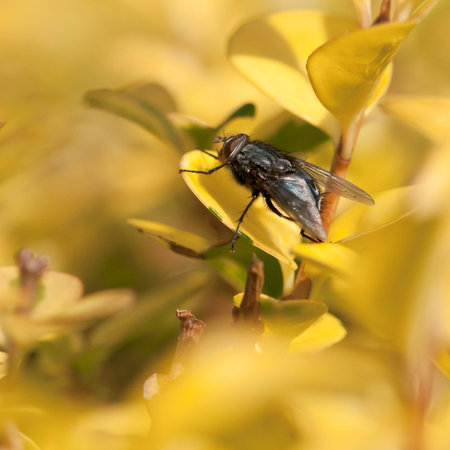 The close-up details of a fly sitting on a privet hedge leaf warming up.