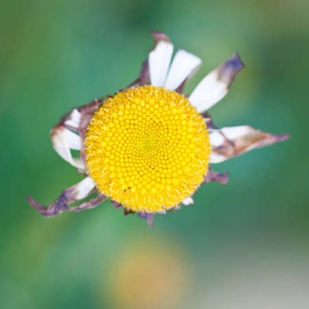 The final days of an ox eye daisy.の写真素材