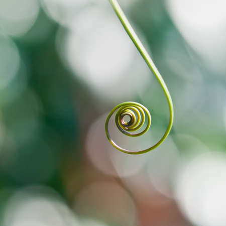 The spiralling tendril of a passion flower.の写真素材