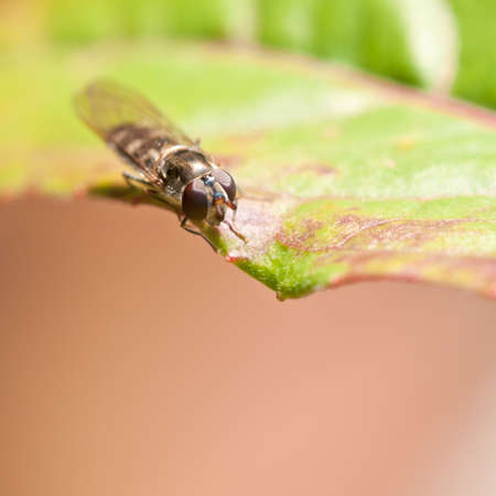A close-up of a small hoverfly sitting on a green leaf.の写真素材