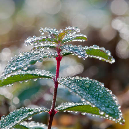 A close-up of dewdrops covering the leaves of a hedge.