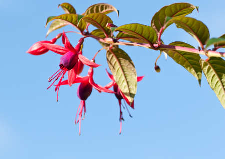 A fuchsia plant shot against a bright blue sky.の写真素材