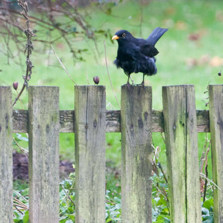 A blackbird sits on a fence in a garden.の写真素材