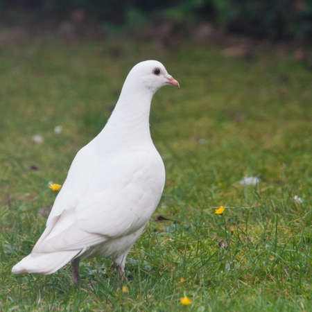 A wite pigeon stands in the middle of a lawn.の写真素材