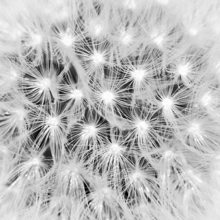 The seeds of a dandelion clock.