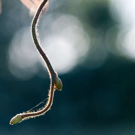 A backlit branch from a knotty hazel tree.の写真素材