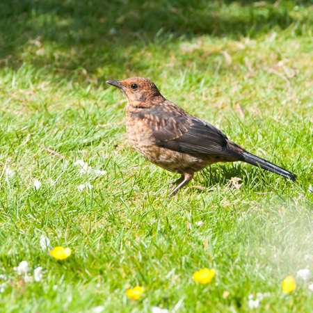 A blackbird sits in the middle of a lawn.