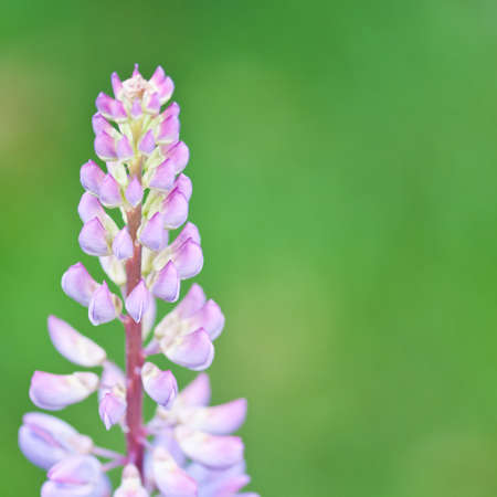A purple lupin shot against a green background.の写真素材
