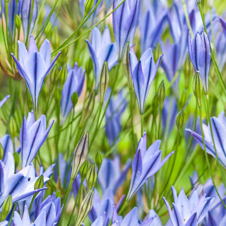 A frame full of grass nut blooms.の写真素材