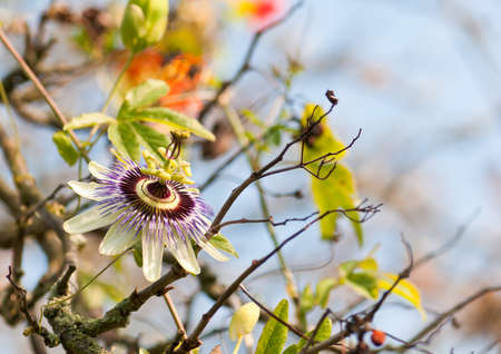 A passion flower grows up through a rowan tree.の写真素材