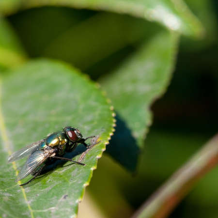 A close-up of a greenbottle sitting on a green leaf.