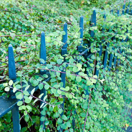 A fence emerges from a green bush!の写真素材