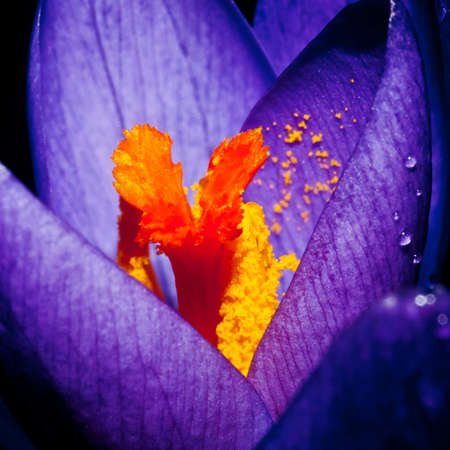 A close-up shot of an early flowering crocus.の写真素材