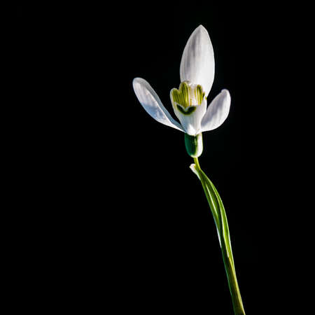 A close-up shot of a single snowdrop bloom の写真素材
