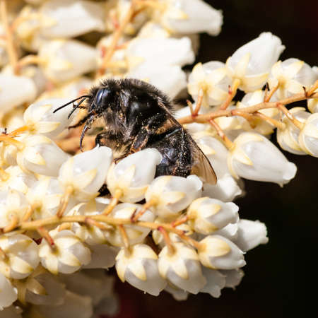 A large black bumblebee crawls over the spring blooms of a spirea bush 