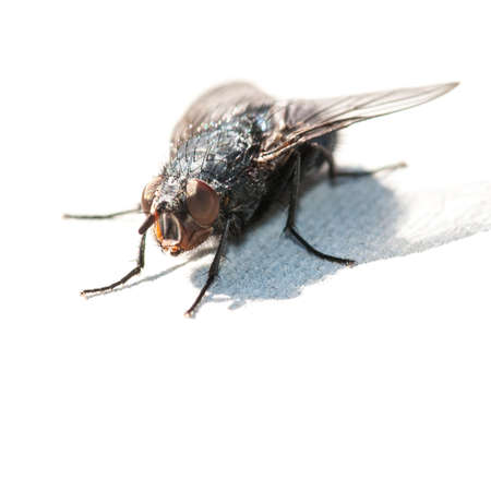 A close-up of a fly sitting on a table 