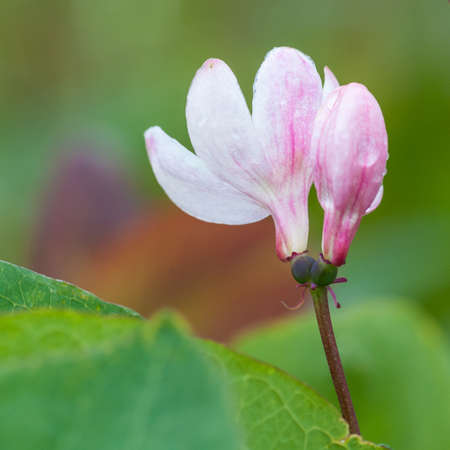 A close-up of blossom growing in a hedge の写真素材
