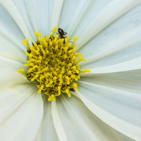 A close-up shot of an ant exploring a white cosmos flower の写真素材
