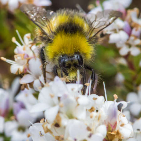 A bee collects pollen from the flowers of a small hebe bush の写真素材