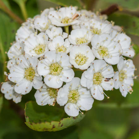 A close-up shot of some blossom in a hedge 