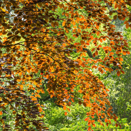 The sun shines through the leaf cover and makes a splendid display 
